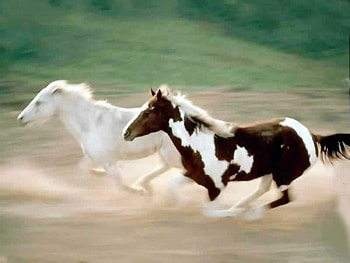 Horses racing, animal, horse, cavalo HD wallpaper