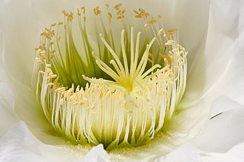 Cactus flower, love, green, yellow, flower HD wallpaper