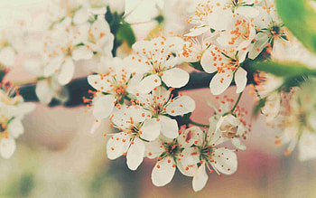 Flowers, Macro, Wood, Tree, Bloom, Flowering, Branch HD wallpaper