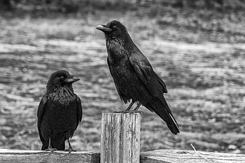 Animals, Birds, Crows, Bw, Chb HD wallpaper