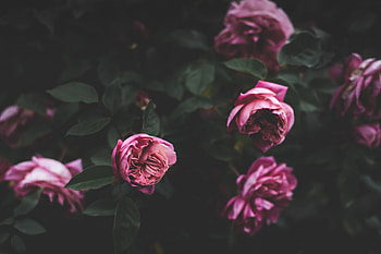 Flowers, Peonies, Bush, Dark, Buds HD wallpaper