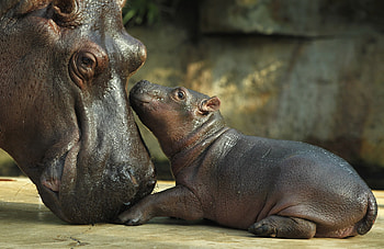 Christopher Mercado, Hippopotamus , Posted HD wallpaper