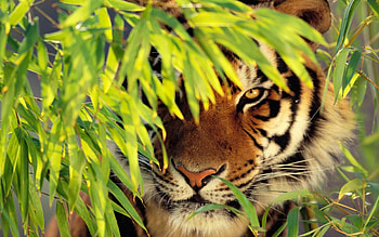 Mesmerizing tiger , Powerful elegance, Striking beauty, Captivating ry HD wallpaper
