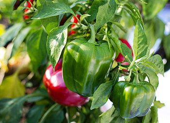 Paprika Pepper, Bell pepper HD wallpaper