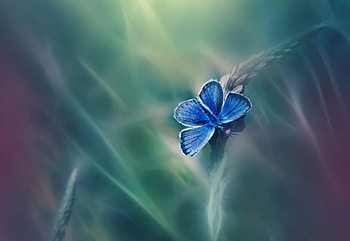 Blue, butterflies, butterfly, green HD wallpaper