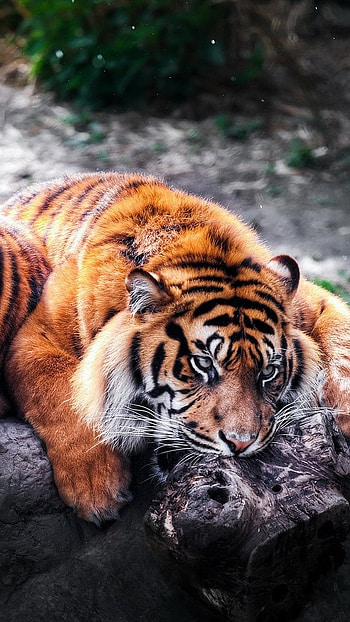 Tiger , Animals, Tiger HD phone wallpaper