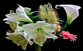 Lillies, pink, white, green, flowers HD wallpaper