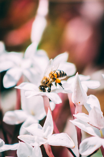 Flowers, Macro, Bloom, Flowering, Insect, Bee HD phone wallpaper
