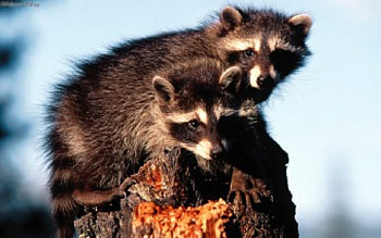 little rascals, raccoons, animals, tree stump, cloud HD wallpaper