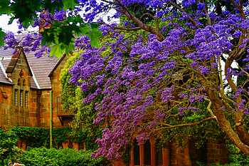 Flowering trees, flowers, nature, blooms, purple, blossoms, trees HD wallpaper