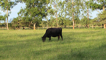 vaca, animal, vaquita, muuu HD wallpaper
