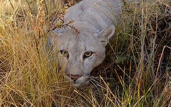 Animals, Grass, Muzzle, Lion, Big Cat, Sight, Opinion, Stroll, Hunting, Hunt, Anger HD wallpaper