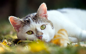 Animals, Cat, To Lie Down, Lie, Muzzle, Sadness, Relaxation, Rest, Sorrow HD wallpaper