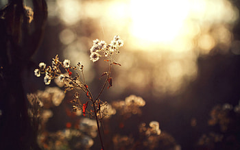 Background, Plant, Macro, Shine, Light, Branch HD wallpaper