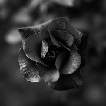 Flowers, Flower, Macro, Rose Flower, Rose, Close-Up, Bw, Chb HD phone wallpaper