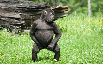 Funny Baby Monkey HD wallpaper