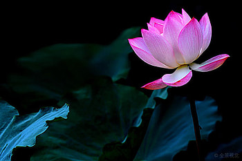 Lotus, Blooming, Pond, Flower, Pink HD wallpaper
