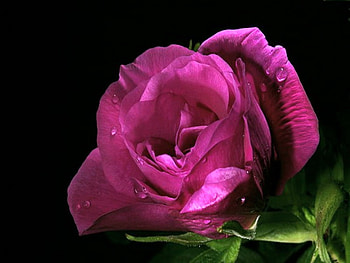 For Tamara012, rose, rose color, black background, green HD wallpaper