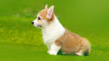 Corgi, animal, puppy, friend, woof HD wallpaper