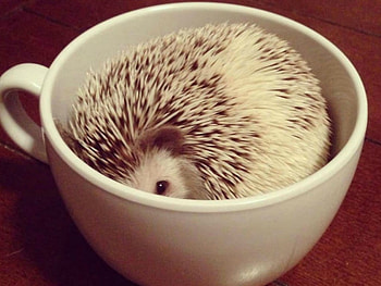 HEDGEHOG IN A CUP, CUTE, HEDGEHOG, , CUP HD wallpaper