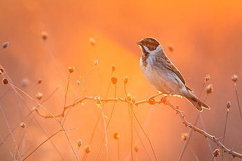 Cute Little Bird , birds, animals HD wallpaper
