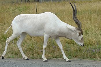 Beautiful white, Antelope walking, , Addax HD wallpaper
