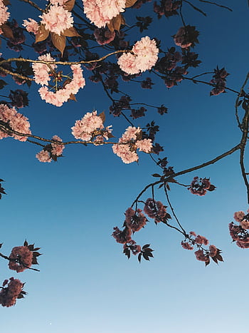 A serene view of pink cherry blossoms set against a bright blue sky, capturing the essence of spring. HD phone wallpaper