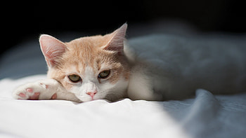 Animals, Cat, Kitty, Kitten, To Lie Down, Lie, Shadow HD wallpaper