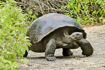 Aldabra Giant Tortoise, Impressive creatures, Slow and steady, Nature HD wallpaper