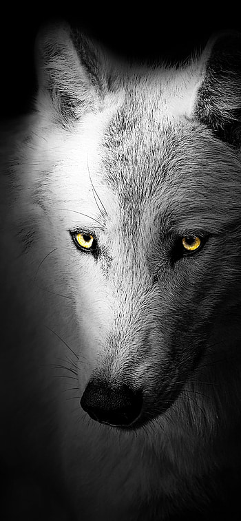 Wild wolf, Mysterious darkness, Untamed nature, Blackened beauty HD phone wallpaper