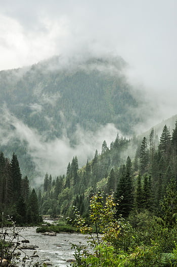 A serene mountain river flows through a lush, fog-covered forest creating a mystical scenery. HD phone wallpaper