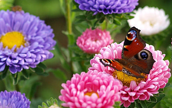 Flower, Macro, Bright, Butterfly HD wallpaper