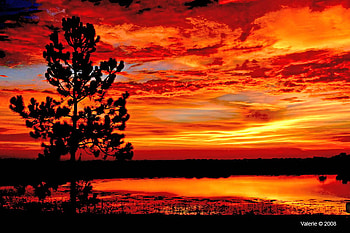 TREE FORGROUND BACKGROUND COLORFUL SUNSET, beautiful, sky yellow, orange, color HD wallpaper