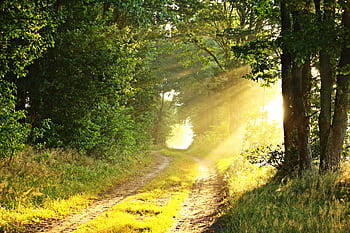 A serene countryside scene with sunbeams illuminating a misty forest path. HD wallpaper