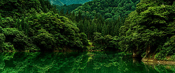 forest - , forest, nature HD wallpaper