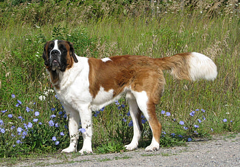 Animals, Grass, Dog, Stroll, St. Bernard, Saint Bernard HD wallpaper