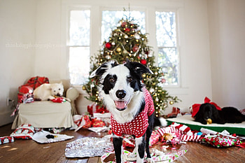 It was fun!, dog, fun, craciun, border collie, christmas, gift, caine, tree HD wallpaper