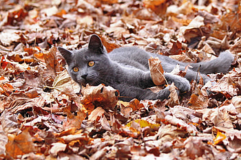 The World is Mine, cute, cat, lovely, nice HD wallpaper