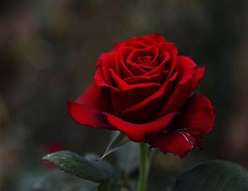 ❤️, Flower, Petals, Red, Rose HD wallpaper