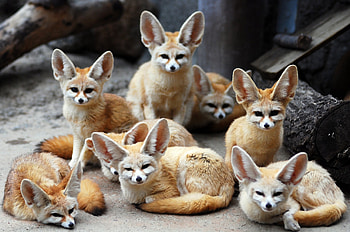 Fennec Fox, Eared animal, Fenech fox , Lovely fox HD wallpaper