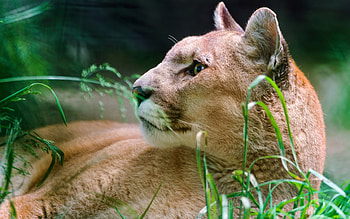 Animals, Puma, Predator, Cougar HD wallpaper