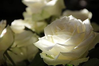 Flowers, Roses, Petals, Bud HD wallpaper