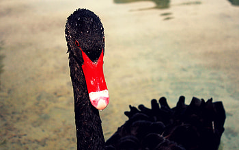 Animals, Beak, Swan HD wallpaper