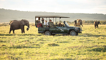 Maasai Mara National Reserve, Kenya wildebeest migration, Kenya tours, Wildlife spectacle HD wallpaper