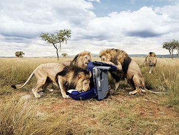 Animals, Lions HD wallpaper
