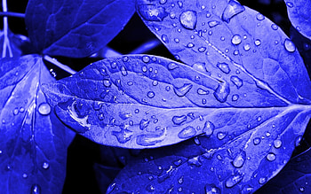 Background, Leaves, Drops HD wallpaper