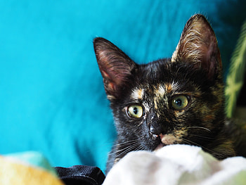 Animals, Cat, Kitty, Kitten, Muzzle, Spotted, Spotty HD wallpaper