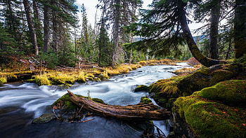 Creek in the fall, Oregon, stones, landscape, trees, forest, rocks, water, usa HD wallpaper
