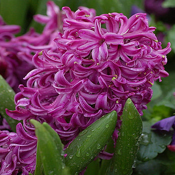 hyacinth, pink, spring, flower HD wallpaper