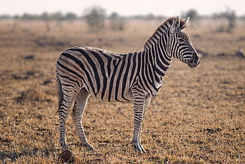A lone zebra in the vast African savanna captured beautifully at sunset, showcasing nature's beauty. HD wallpaper